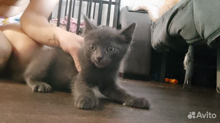 Котята отдам бесплатно