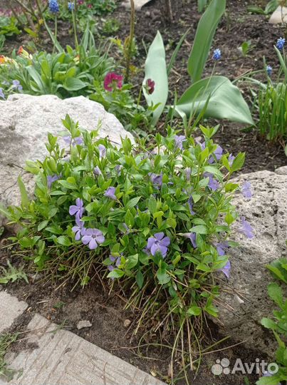 Саженцы и рассада