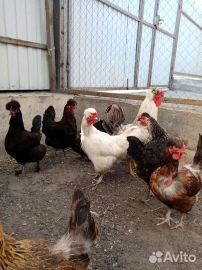 Инкубационное яйцо породных кур