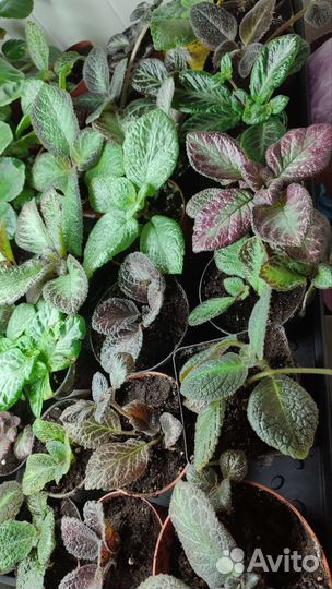 Цветы эписция