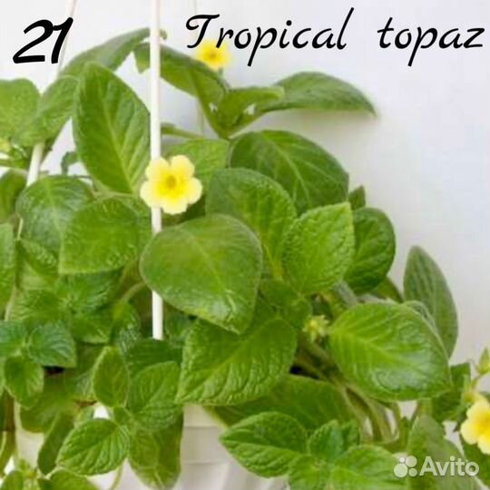 Эписции сортовые Часть3