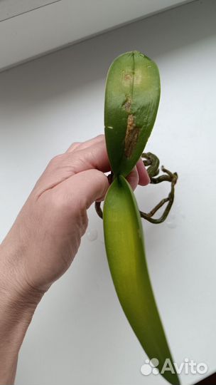 Бронь Орхидея