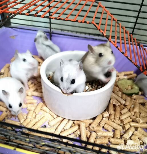 Джунгарский хомяк