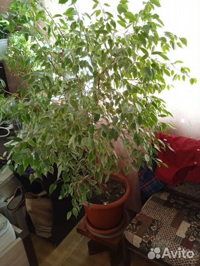 Фикус бенджамина