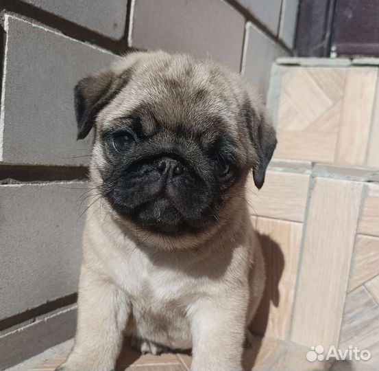 Щенки мопса