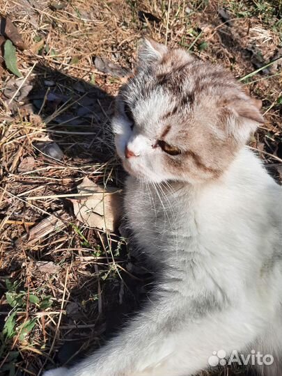 Шотландская вислоухая кошка