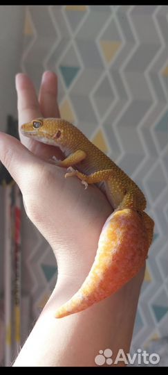 Самки эублефара