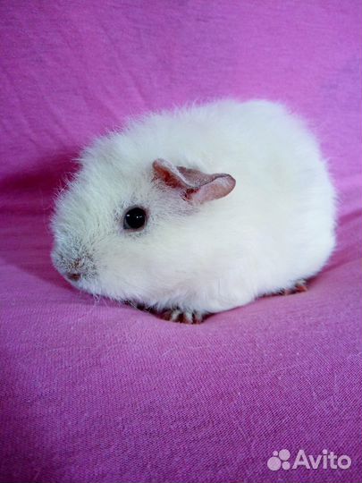 Морская свинка девочка амер. тедди