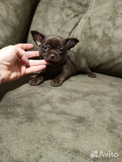 Щенки чихуахуа