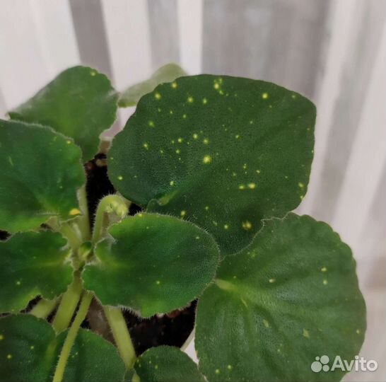 Сортовая фиалка шн - Космическая Фея