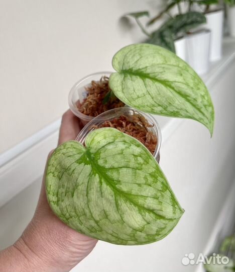 Сциндапсусы