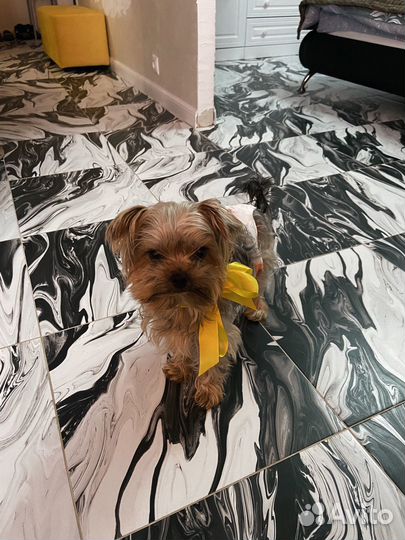 Йоркширский терьер