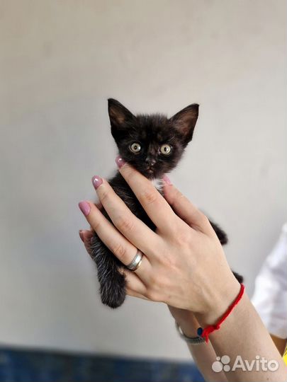 Крошечый котенок в добрые руки