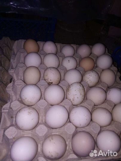 Домашние куриные яйца