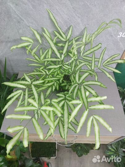 Папоротник птерис