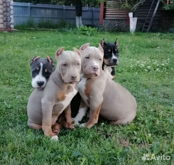 Американский булли classic