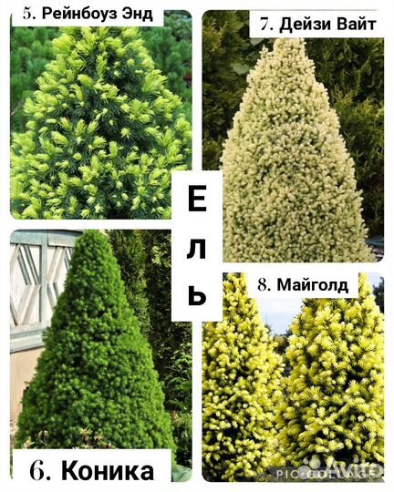 Ель, сосна, тсуга (читайте описание)