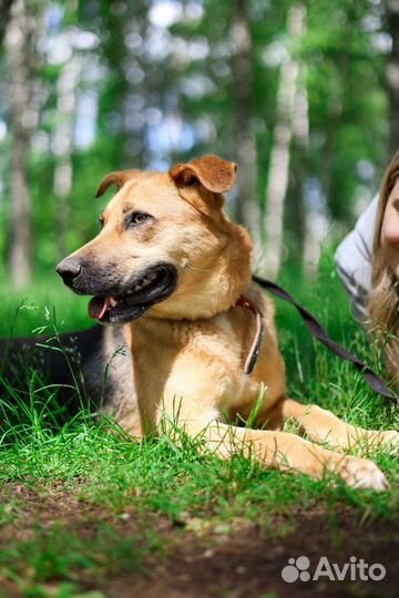 Собака улыбака из приюта в дар