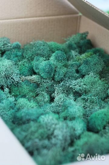 Стабилизированный мох производитель