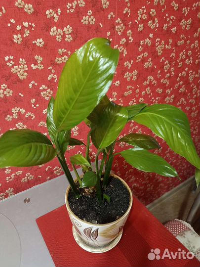 Спатифиллум