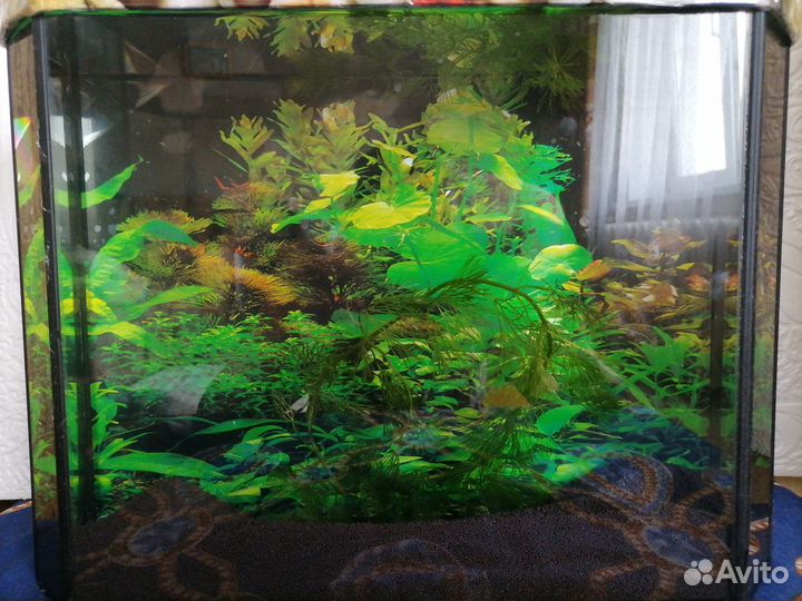 Аквариум