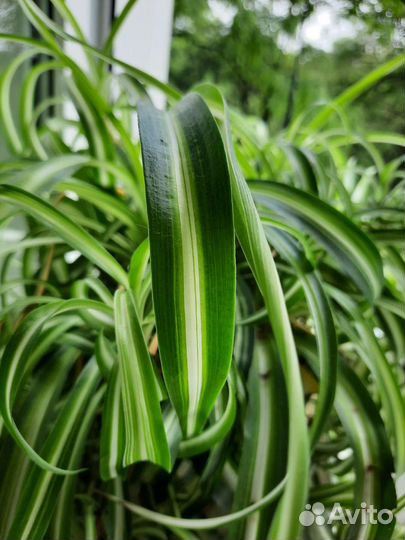 Хлорофитум кудрявый