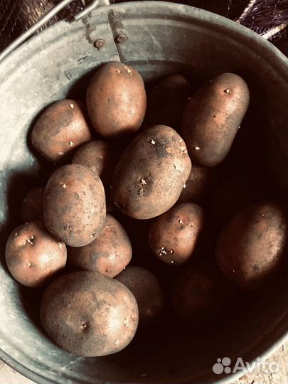 Семенной картофель