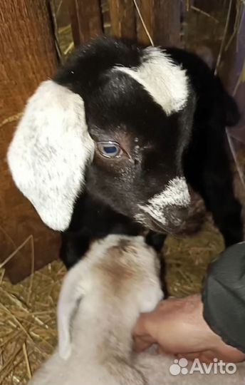 Коллаборации Кфх & Лпх