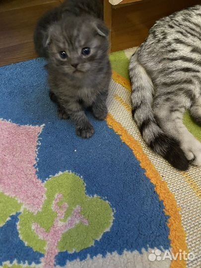 Шотландские котята