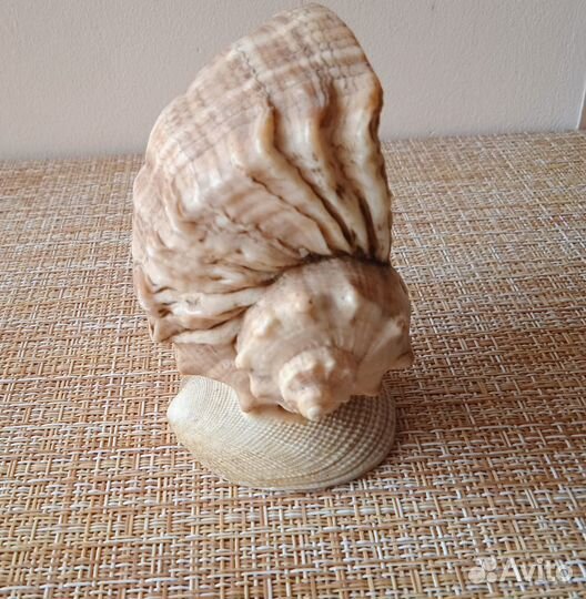 Ракушки морские: поделки «сочи», «подставка»