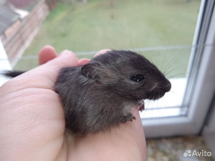 Монгольские песчанки