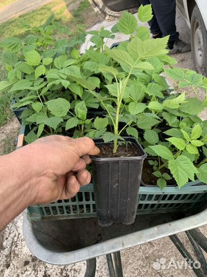 Саженцы малины пшехиба