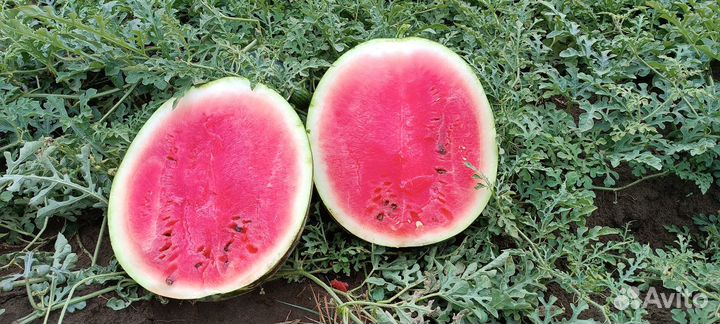 Арбуз холодок