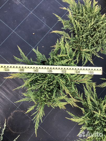 Можжевельник Принц Уэльский С7,5 D60-70