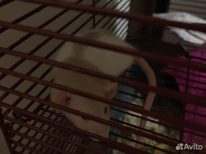 Крыса дамбо