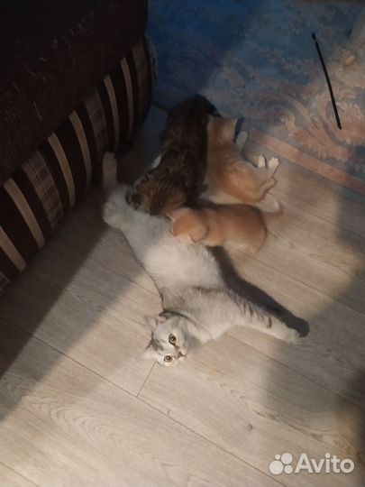 Котята