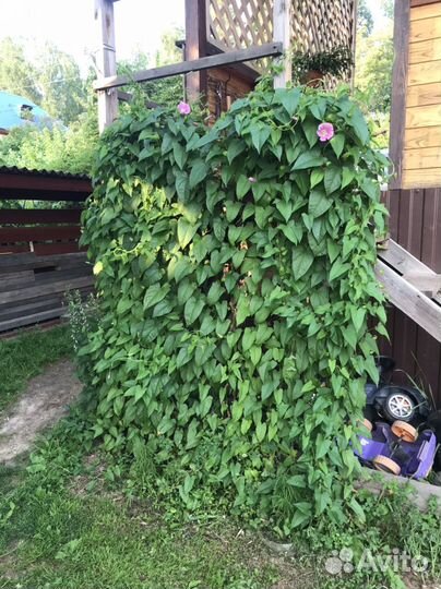 Многолетние цветы