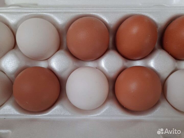 Домашние куринные яйца диетические