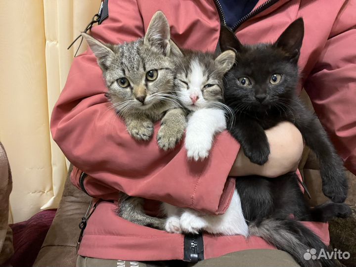 Отдам котят, 2 девочки и черный мальчик