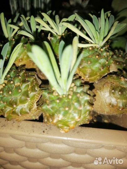 Аглаонема белое копье