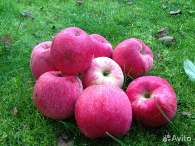 Яблоки деревенские (сорта в описание)
