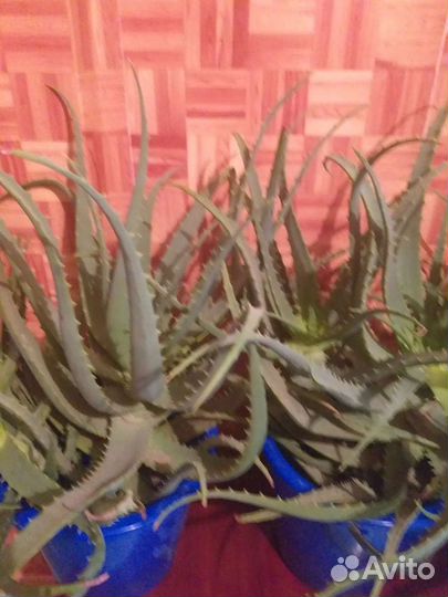 Алоэ вера отростки и взрослые до 5 лет