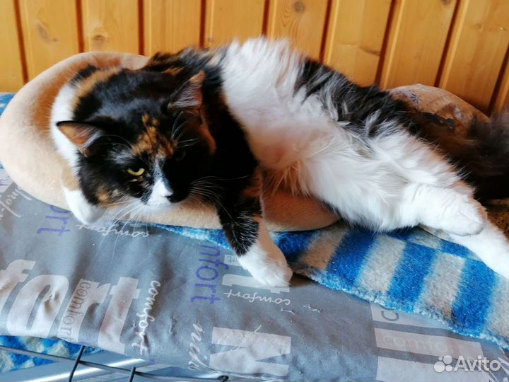 Даша в поисках дома