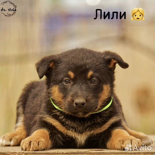 Малыши в добрые руки