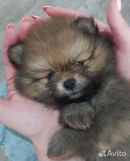 Щенки шпица