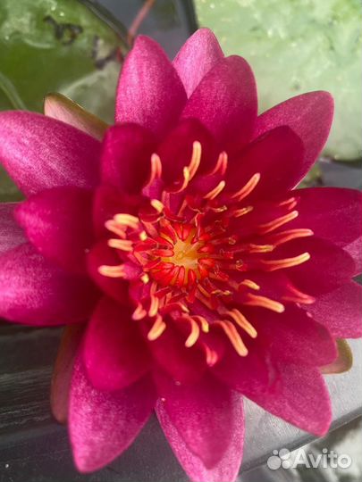 Лилия (нимфея)