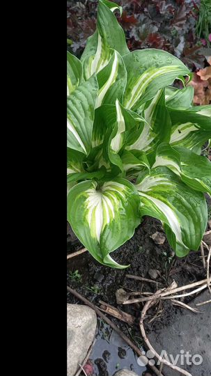 Хоста в ассортименте