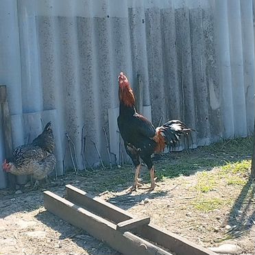 Бойцовые петухи