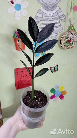 Замиокулькас черный