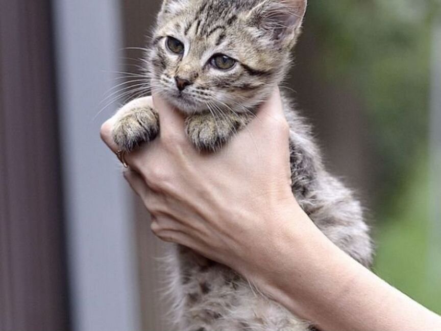 Котёнок мальчик Шкет 3мес